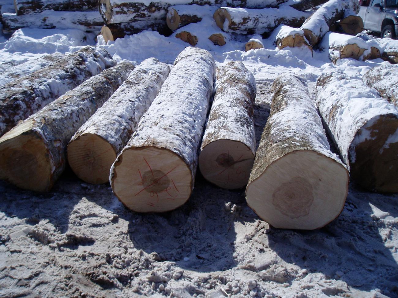 Row of bucked hardwood butt logs with grade marks on the ends