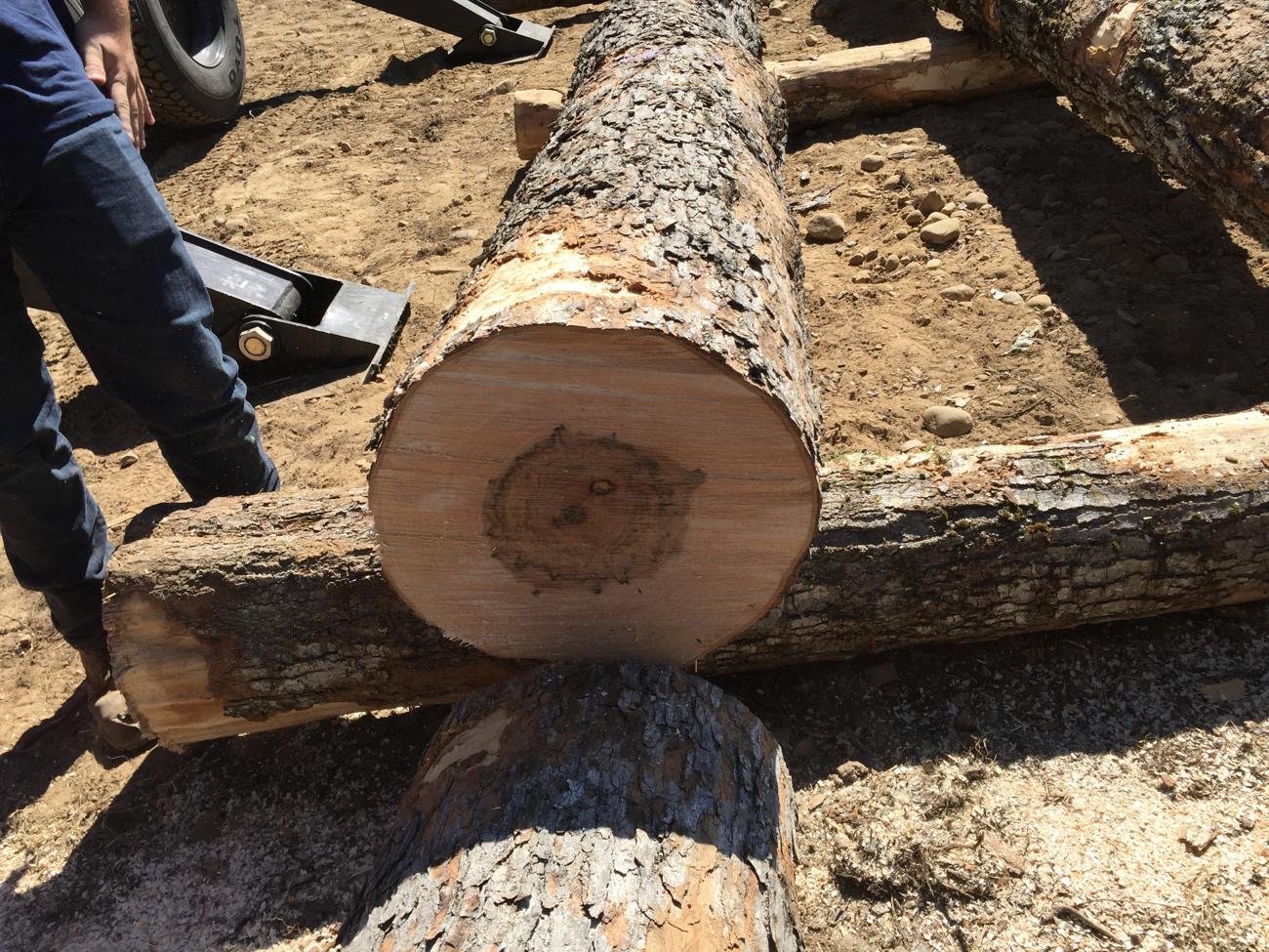 Freshly bucked hardwood log end showing heartwood, sapwood and a central defect